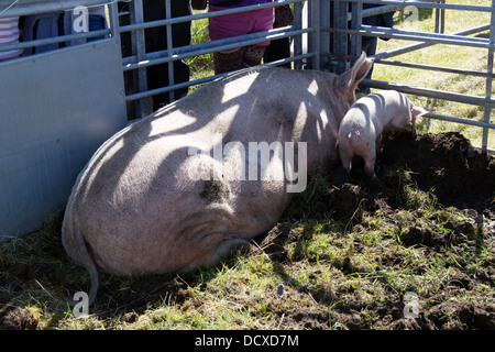 I suini e suinetti Carloway presso la scuola primaria 2013 Mostra agricola isola di Lewis in Scozia UK Foto Stock