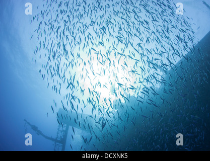 In banchi di pesci stagliano in sun su un grande relitto subacqueo Foto Stock