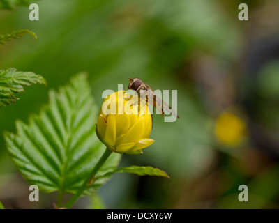 Hoverfly su fiore giallo bocciolo di Kerria Japonica Pleniflora con fuori fuoco sfondo. Foto Stock