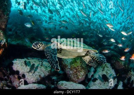 Hawk è bill turtle nuoto nel mezzo della secca di pesce a Laje de Santos stato Marine Park. Foto Stock