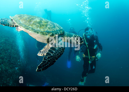 Ricreative immersioni subacquei e la tartaruga nuoto a Laje de Santos Marine Park, stato di São Paulo a riva, Brasile Foto Stock