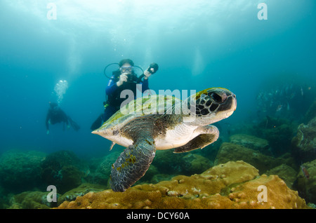 Fotografo subacqueo di scattare le foto della tartaruga a Laje de Santos stato marino Park, stato di São Paulo a riva, Brasile Foto Stock