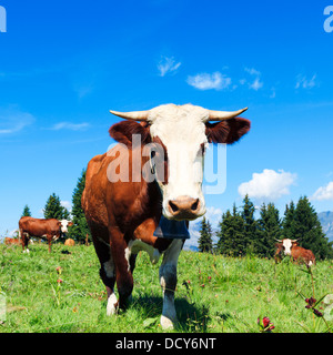 Rosolare le mucche in un prato di erba e fiori di campo con le Alpi in background Foto Stock