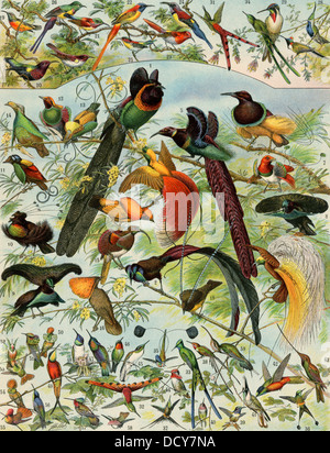 Uccello del paradiso, colibrì e altri long-fatturati uccelli. Litografia a colori Foto Stock