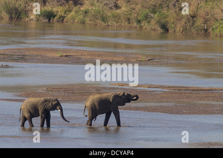 L'elefante africano (Loxodonta africana) Varcando il fiume in Hluhluwe Imfolozi National Park, Sud Africa Foto Stock