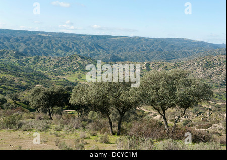 Alberi da sughero paesaggio Sierra de Andujar Parco Naturale di Spagna Foto Stock