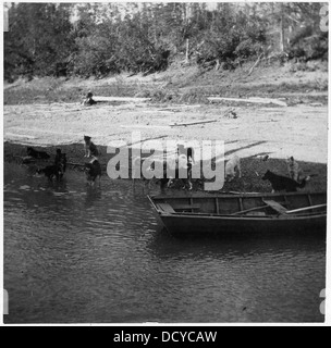 Un gruppo di cani sta bevendo acqua da un ruscello, con una barca a remi in primo piano. Questa immagine cattura una scena tranquilla e naturale in un ambiente rurale. Foto Stock
