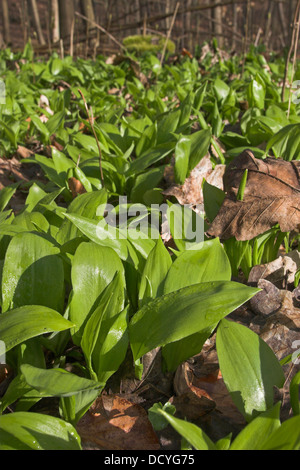 Il legno di aglio, Wood-Garlic, Ramsons, leaf, foglie Bärlauch, Baerlauch, Bär-Lauch, Blätter, Blatt, Allium ursinum Foto Stock