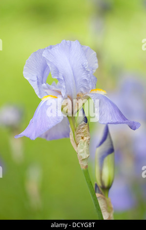 Bandiera viola Iris Iris versicolor Kent REGNO UNITO Foto Stock