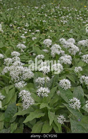 Il legno di aglio, Wood-Garlic, Ramsons, Bärlauch, Baerlauch, Bär-Lauch, Allium ursinum Foto Stock