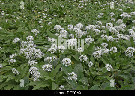 Il legno di aglio, Wood-Garlic, Ramsons, Bärlauch, Baerlauch, Bär-Lauch, Allium ursinum Foto Stock