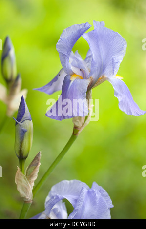 Bandiera viola Iris Iris versicolor Kent REGNO UNITO Foto Stock