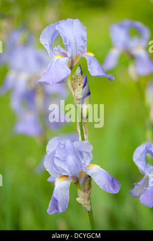 Bandiera viola Iris Iris versicolor Kent REGNO UNITO Foto Stock