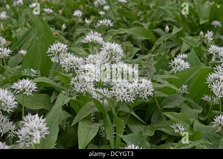 Il legno di aglio, Wood-Garlic, Ramsons, Bärlauch, Baerlauch, Bär-Lauch, Allium ursinum Foto Stock