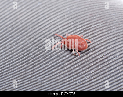 Acaro rosso Tetranychus urticae Kent REGNO UNITO Foto Stock