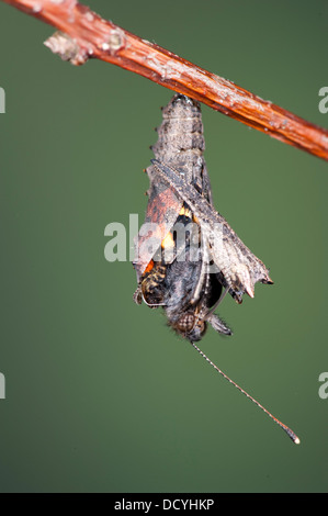 Piccola Tartaruga Butterfly Aglais urticae Kent REGNO UNITO Foto Stock
