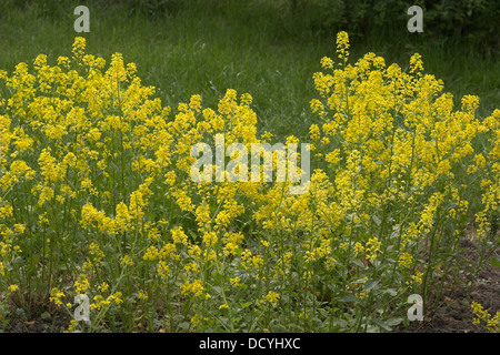 Giallo a razzo, Barbara Herb, Bittercress, Gewöhnliches Barbarakraut, Barbara-Kraut, Barbenkraut, Barbarea vulgaris, Barbarée Foto Stock