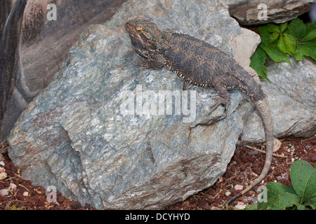 Drago centrale, drago interno, Streifenköpfige Bartagame, agame, Agamen, Pogona vitticeps, Bart-agame Foto Stock