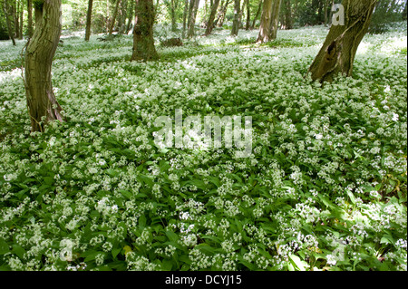 Aglio selvatico Ramsons Allium ursinum Kent REGNO UNITO Foto Stock