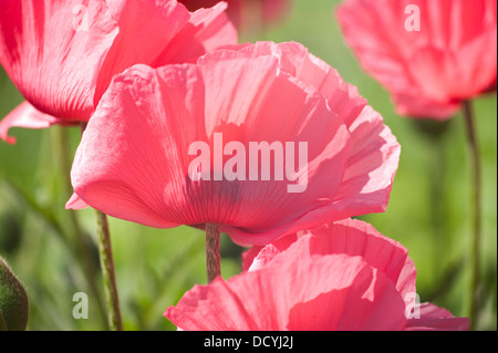 Papavero rosso Papaver rhoeas Kent REGNO UNITO Foto Stock