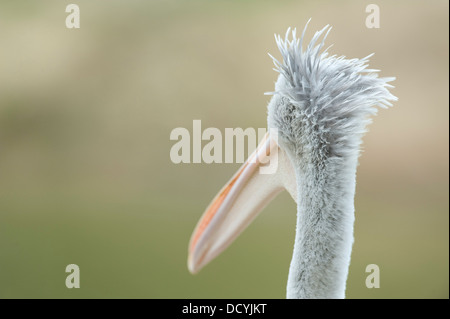 Rosa-backed Pelican Pelecanus rufescens Foto Stock