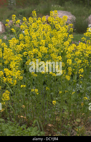 Giallo a razzo, Barbara Herb, Bittercress, Gewöhnliches Barbarakraut, Barbara-Kraut, Barbenkraut, Barbarea vulgaris, Barbarée Foto Stock