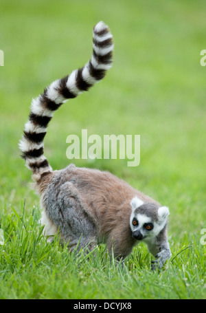 L'anello Tailed Lemur Lemur catta Foto Stock
