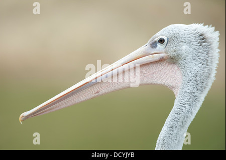 Rosa-backed Pelican Pelecanus rufescens Foto Stock