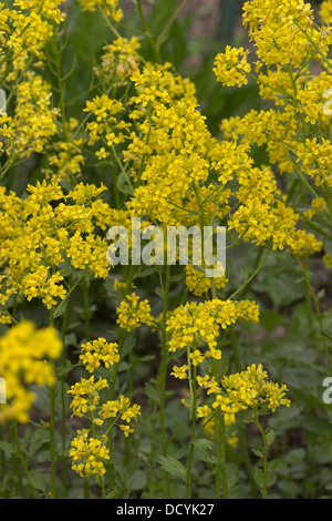 Giallo a razzo, Barbara Herb, Bittercress, Gewöhnliches Barbarakraut, Barbara-Kraut, Barbenkraut, Barbarea vulgaris, Barbarée Foto Stock