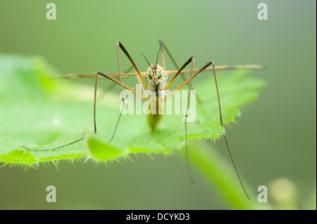 Cranefly Daddy Long Legs Tipula paludosa REGNO UNITO Foto Stock
