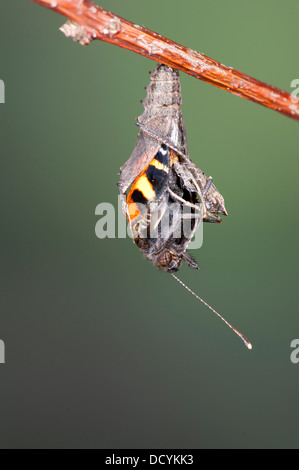 Piccola Tartaruga Butterfly Aglais urticae Kent REGNO UNITO Foto Stock