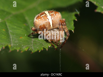 Close-up di quattro spot orb-weaver (Araneus quadratus) Foto Stock