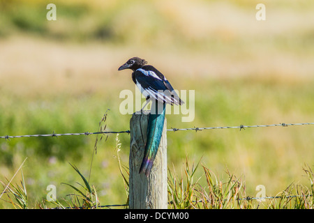 Nero-fatturati Gazza (Pica hudsonia) colorato, ritratto di gazza, con piuttosto lunga coda blu, seduto sul palo da recinzione. Foto Stock