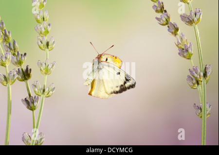 Berger è offuscato Giallo farfalla Colias australis Foto Stock