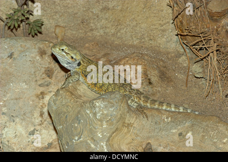 Drago centrale, drago interno, Streifenköpfige Bartagame, agame, Agamen, Pogona vitticeps, Bart-agame Foto Stock