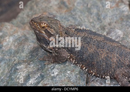 Drago centrale, drago interno, Streifenköpfige Bartagame, agame, Agamen, Pogona vitticeps, Bart-agame Foto Stock