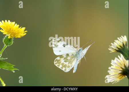Bagno farfalla bianca Pontia daplidice South West Europe Foto Stock