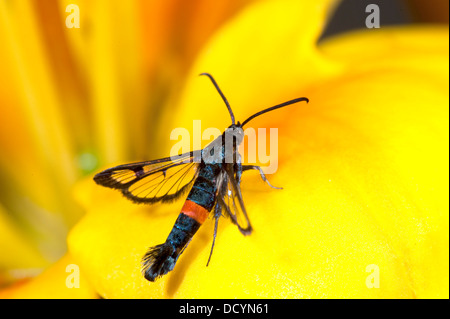 Red Belted Clearwing Moth Synanthedon myopaeformis REGNO UNITO Foto Stock