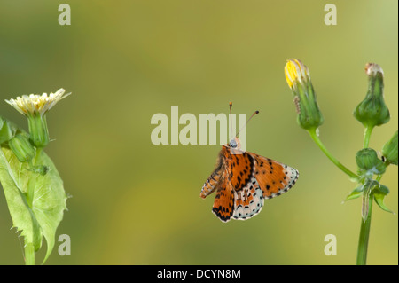 Avvistato Fritillary Butterfly Melitaea didyma Europa Foto Stock