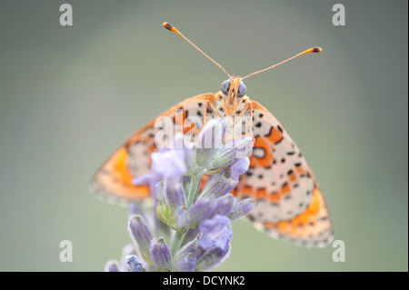 Avvistato Fritillary Butterfly Melitaea didyma Europa Foto Stock