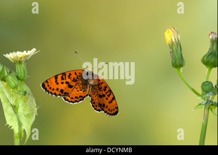 Avvistato Fritillary Butterfly Melitaea didyma Europa Foto Stock