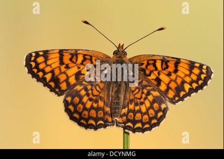 Fiordaliso Fritillary Butterfly Melitaea phoebe Europa Foto Stock