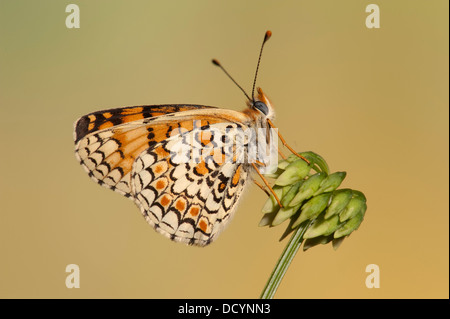 Fiordaliso Fritillary Butterfly Melitaea phoebe Europa Foto Stock