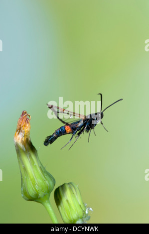 Red Belted Clearwing Moth Synanthedon myopaeformis REGNO UNITO Foto Stock