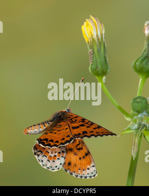 Avvistato Fritillary Butterfly Melitaea didyma Europa Foto Stock