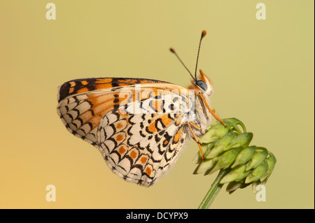 Fiordaliso Fritillary Butterfly Melitaea phoebe Europa Foto Stock