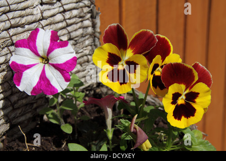 Fiori di Pansy (Viola tricolore) Foto Stock