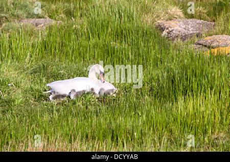 Swan (Cygnus olor) con quattro pulcini sul prato umido Foto Stock