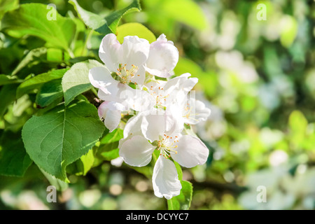 Fioritura melo su Bornholm, Danimarca Foto Stock