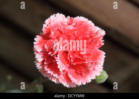 Chiodo di garofano (Dianthus caryophyllus) Foto Stock